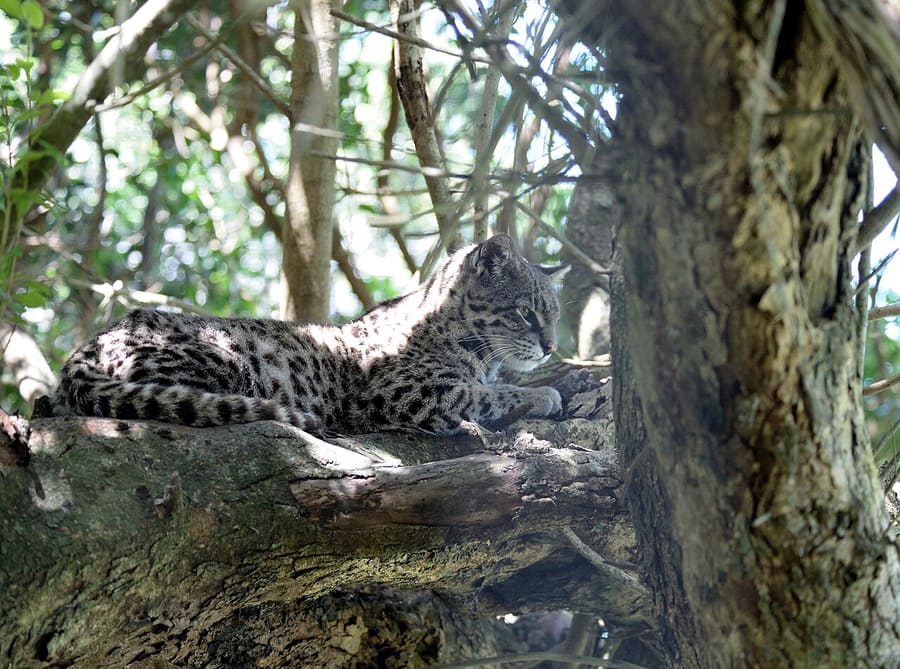 Kucing Geoffroy — foto 2