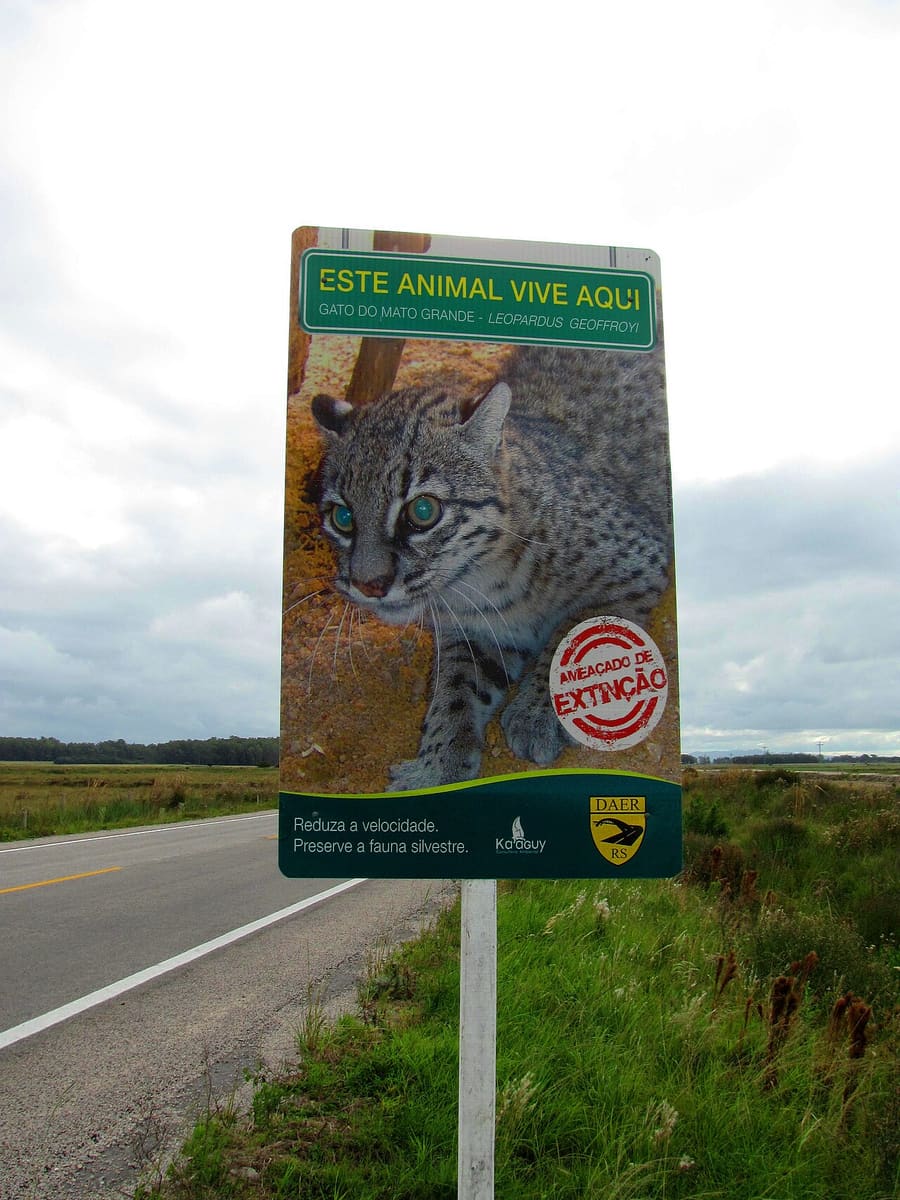Rambu peringatan satwa kucing Geoffroy di tepi jalan, Rio Grande do Sul, Brasil