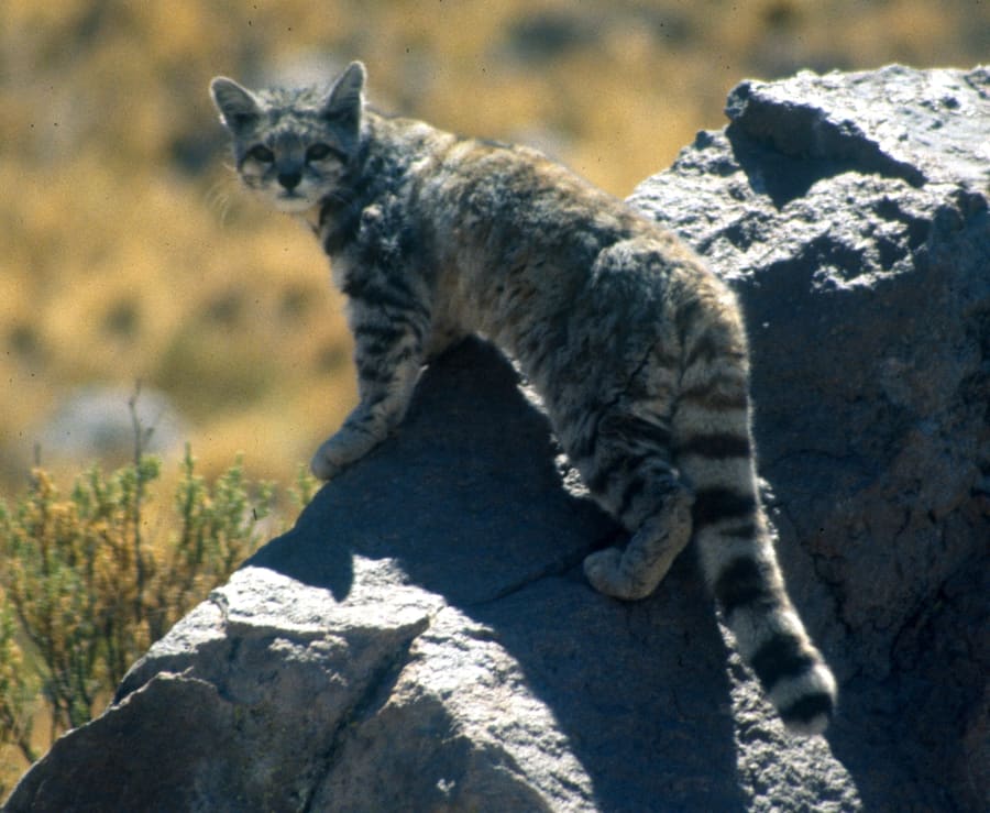 Kucing Gunung Andes