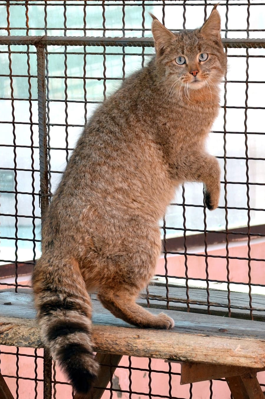Kucing Gunung Tiongkok — foto 1