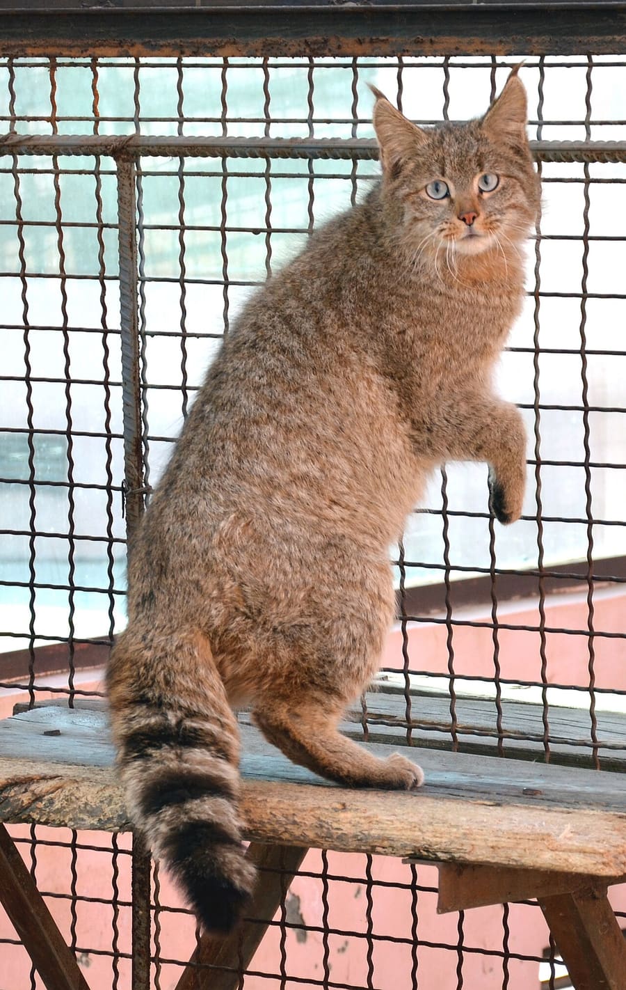 Kucing Gunung Tiongkok