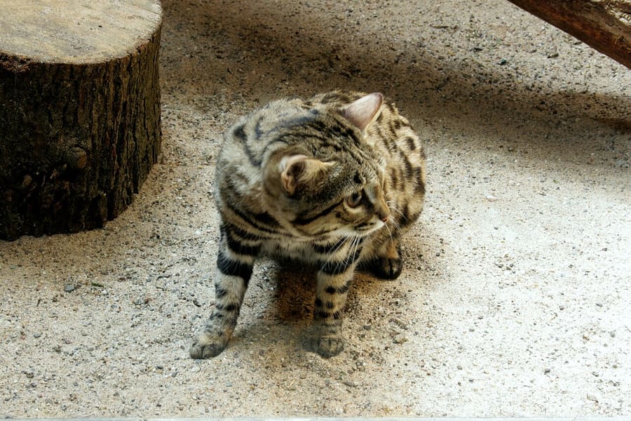 Kucing Kaki Hitam — foto 1