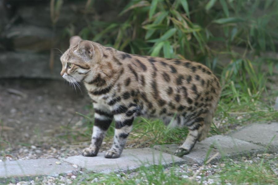 Kucing Kaki Hitam — foto 3