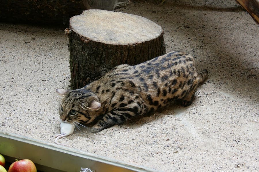 Kucing Kaki Hitam