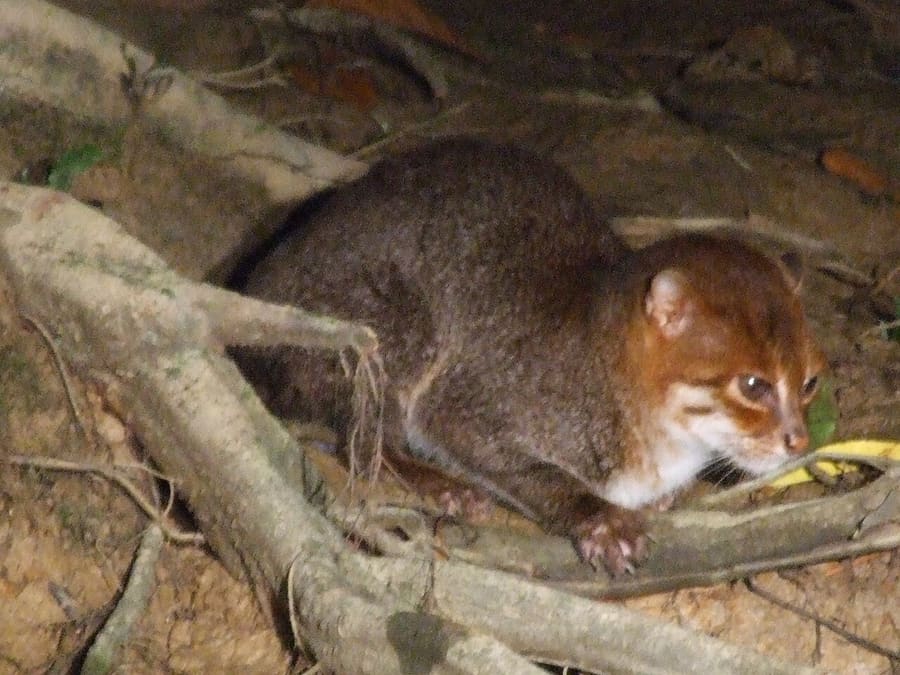 Kucing Kepala Datar