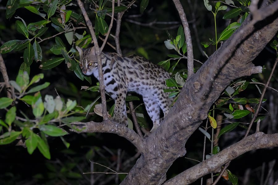 Kucing Kuwuk — foto 2