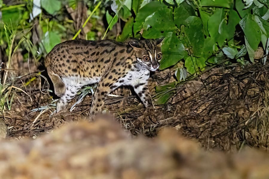 Kucing Kuwuk Sunda — foto 1