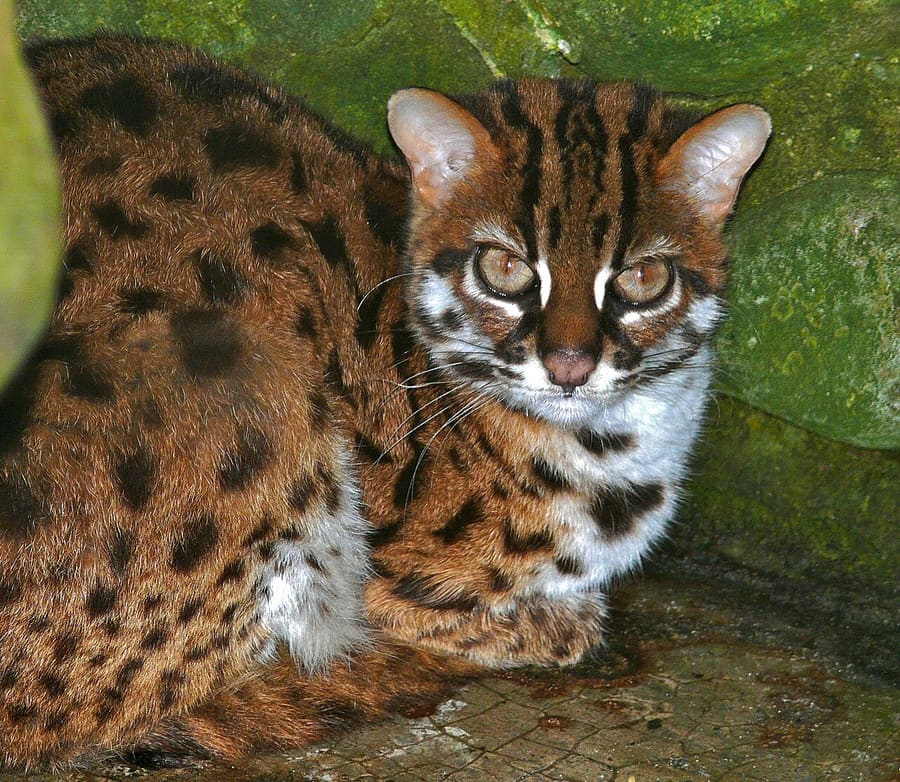 Kucing Kuwuk Sunda — foto 2
