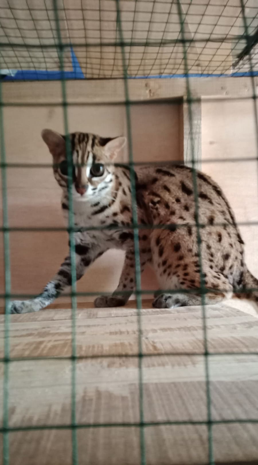 Kucing Kuwuk Sunda — foto 3