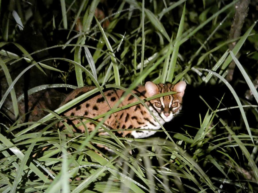 Kucing Kuwuk Sunda