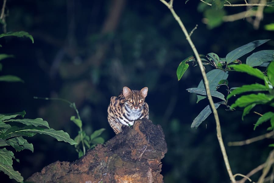 Kucing Kuwuk