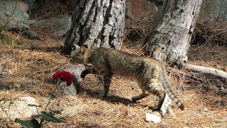 Gurtuju · CC BY-SA 3.0 Kucing Liar Afrika — foto 1