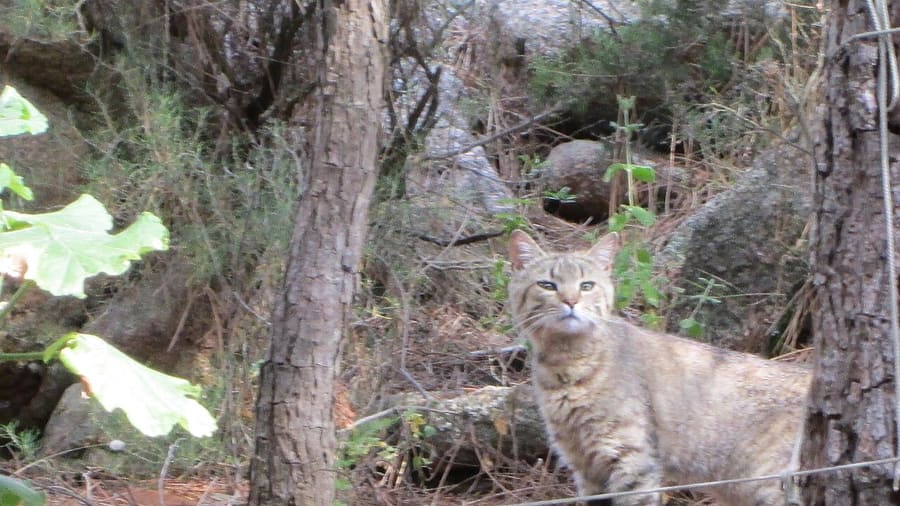 Gurtuju · CC BY-SA 3.0 Kucing Liar Afrika — foto 2