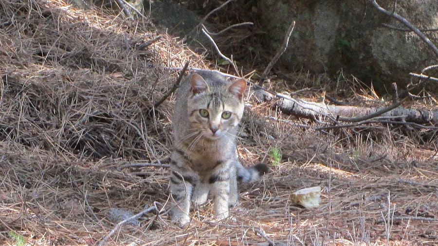 Gurtuju · CC BY-SA 3.0 Kucing Liar Afrika — foto 3