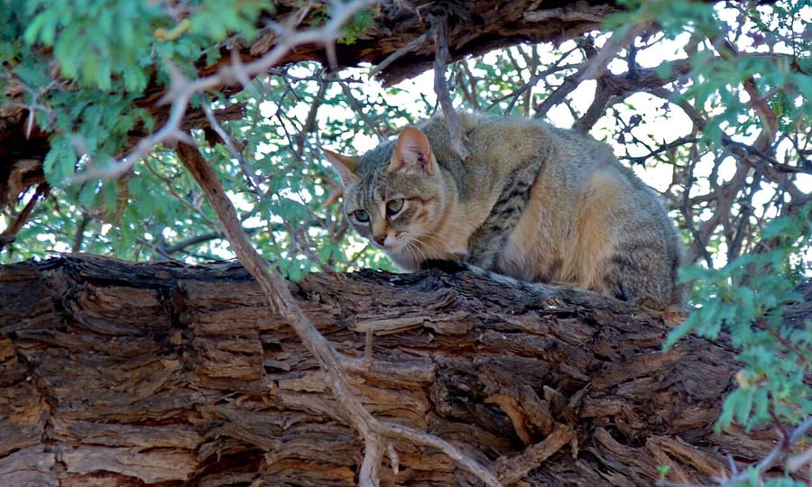 Kucing Liar Afrika