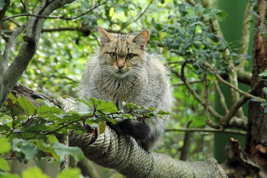 Kucing Liar Eropa — foto 1