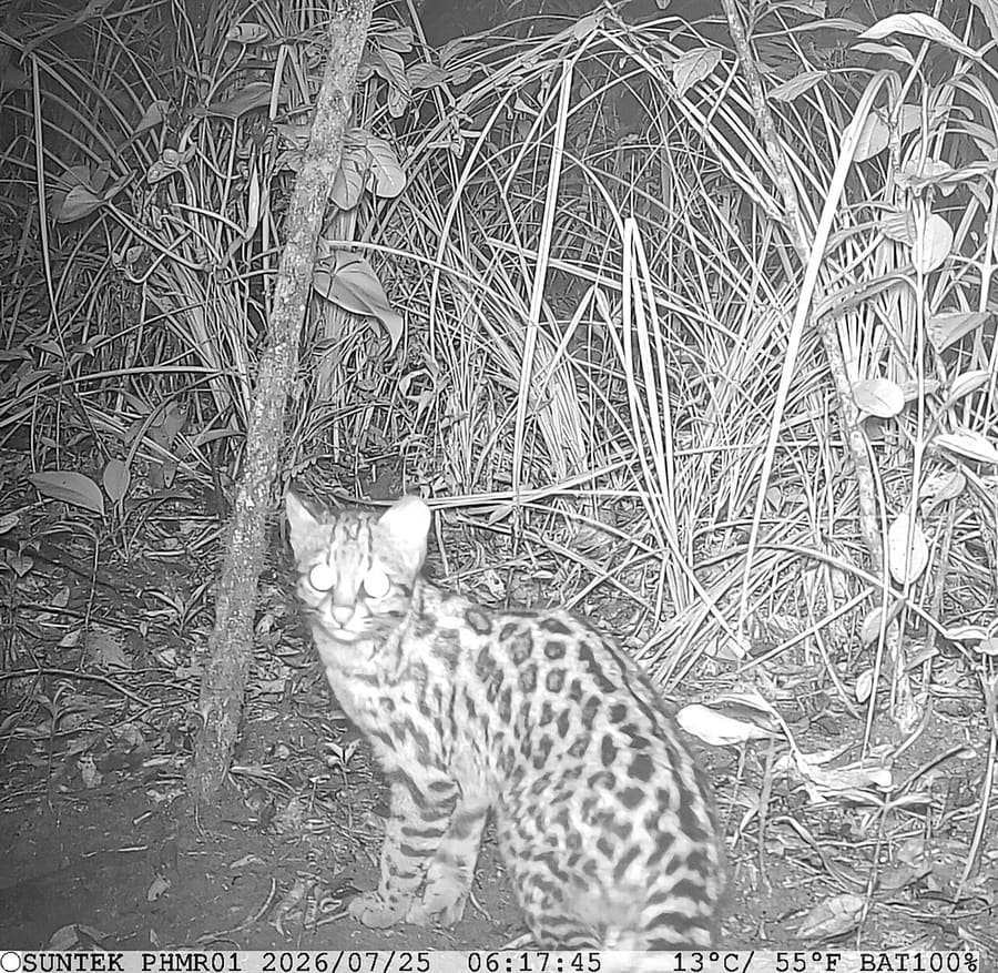 Kucing Macan Selatan — foto 1