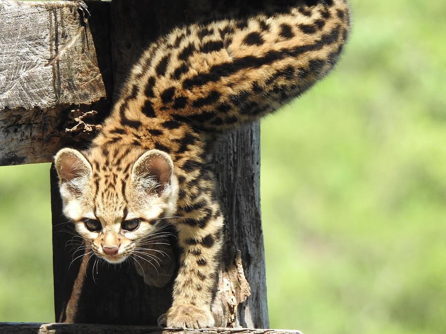 Kucing Macan Selatan — foto 2
