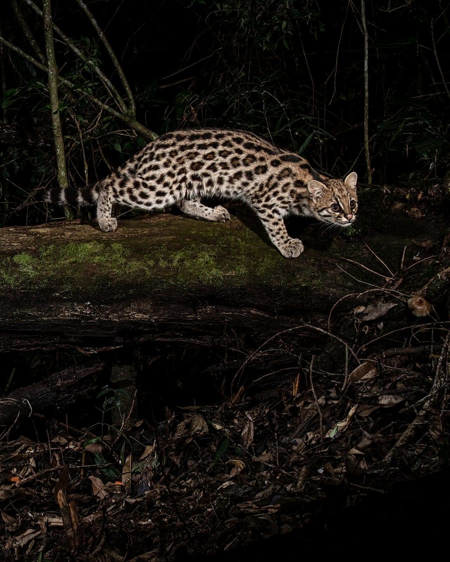 Kucing Macan Selatan