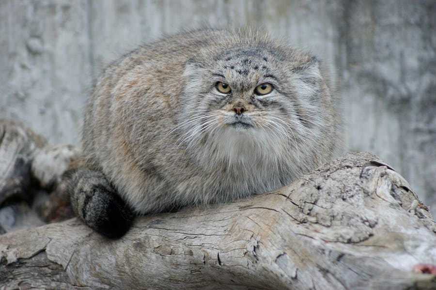 Albinfo · CC BY-SA 3.0 Kucing Pallas — foto 1