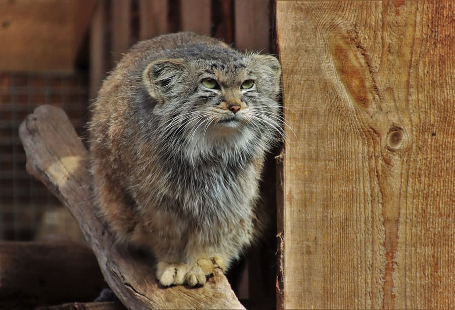 Kucing Pallas