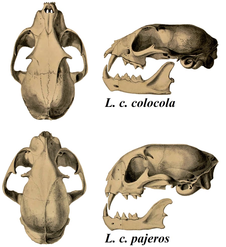 Litografi tengkorak kucing pampas (Philippi, 1870)
