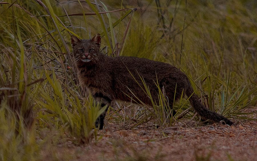 Kucing Pampas