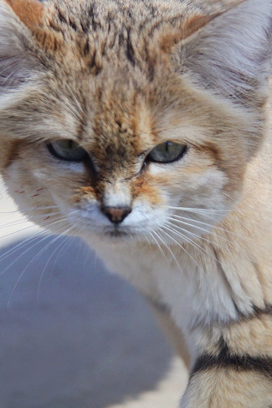 Kucing Pasir — foto 1