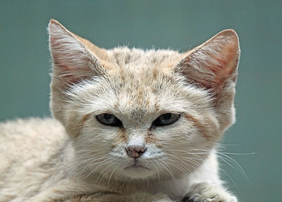 Kucing Pasir — foto 2