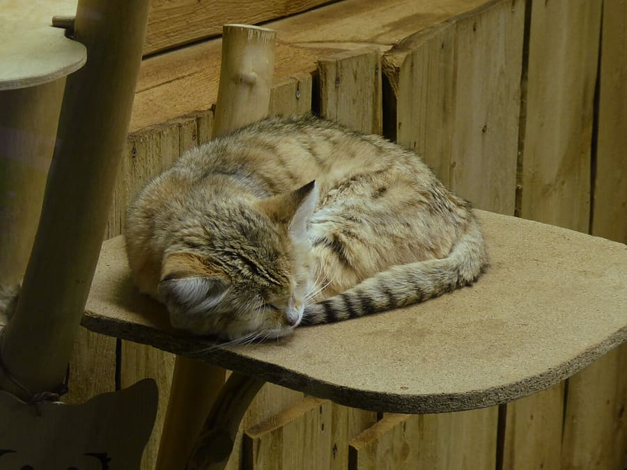 Kucing Pasir — foto 3