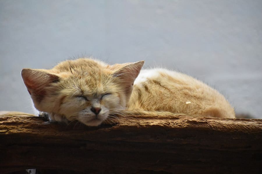 Kucing Pasir