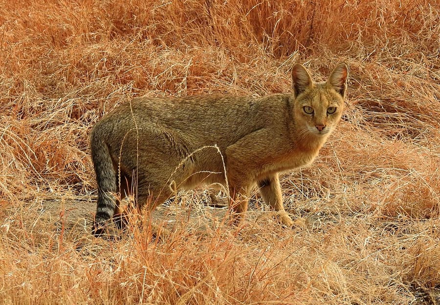 Kucing Rawa — foto 1