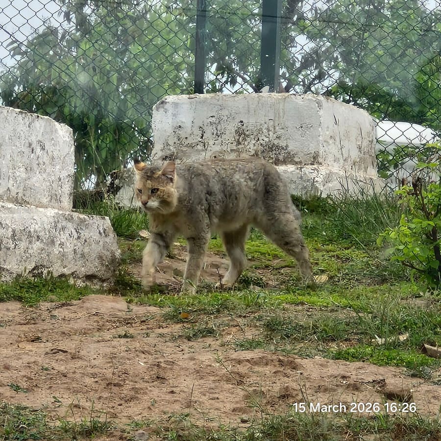 Kucing Rawa — foto 2