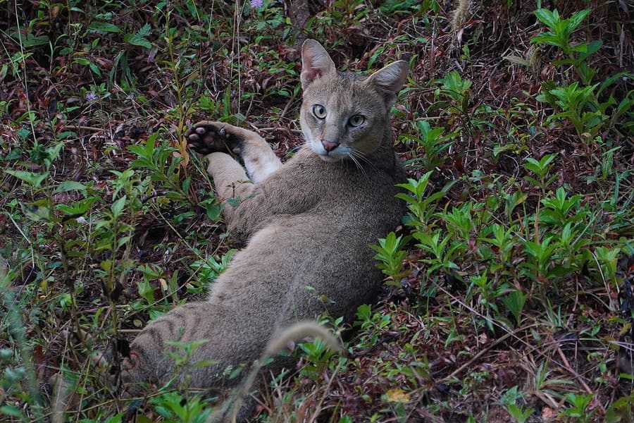Kucing Rawa