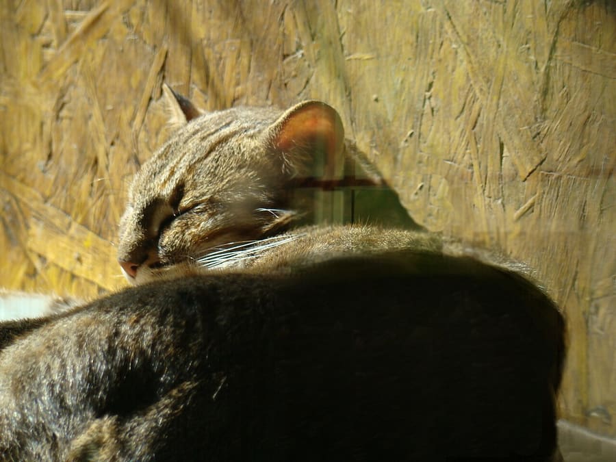 Kucing Tutul Karat — foto 1