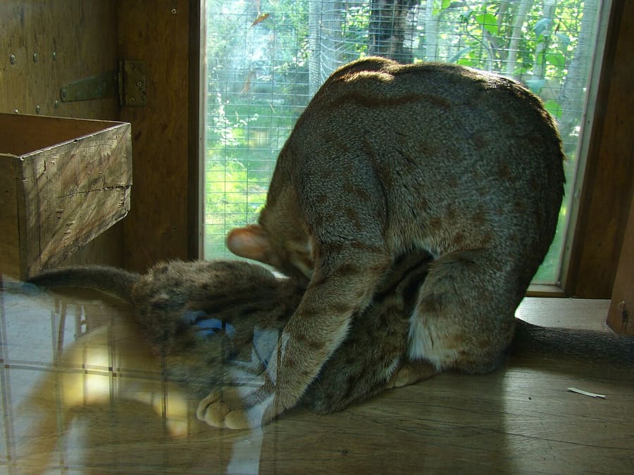 Kucing Tutul Karat — foto 2