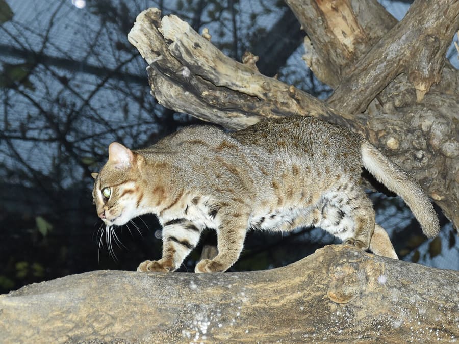 Kucing Tutul Karat — foto 3