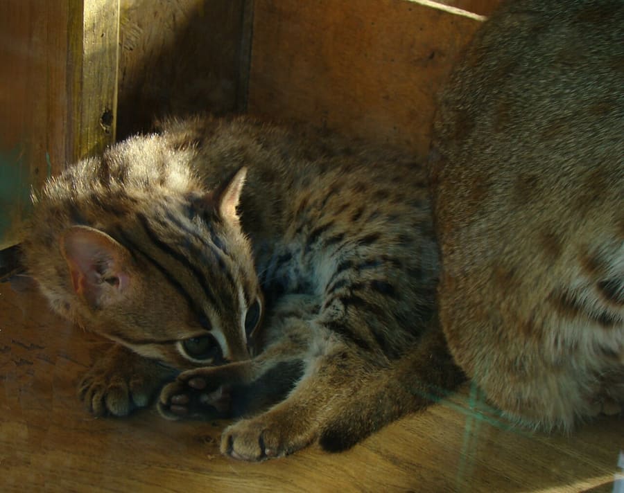 Kucing Tutul Karat