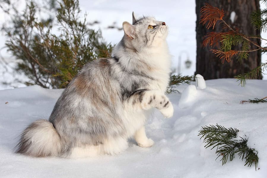 Kurilian Bobtail — foto 1