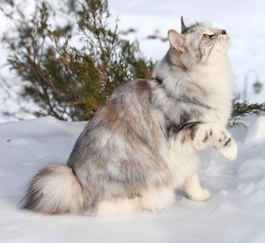 Kurilian Bobtail — foto 2