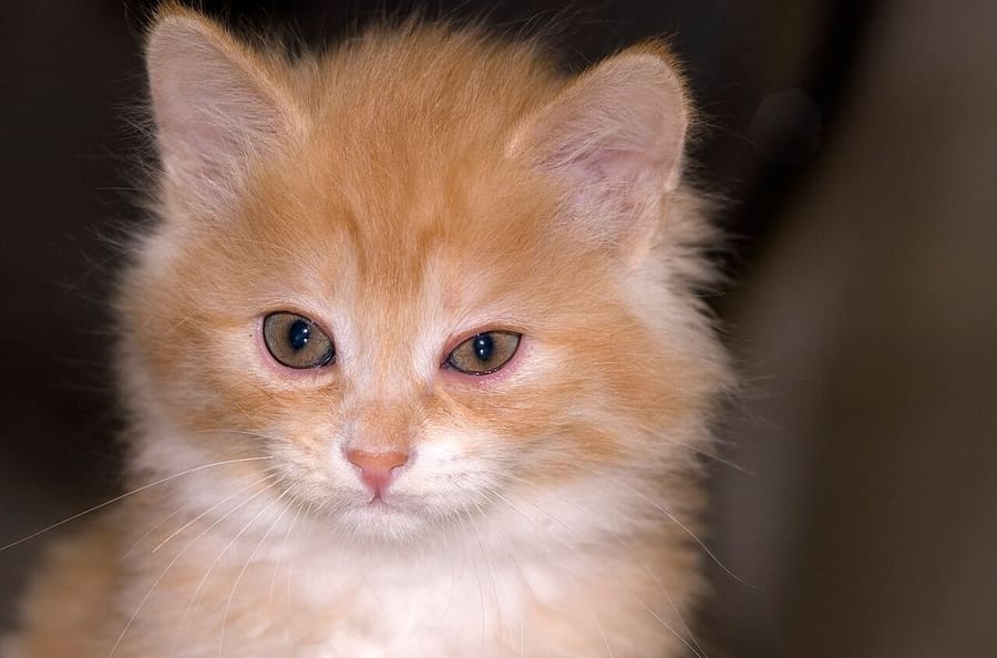 Kurilian Bobtail — foto 3