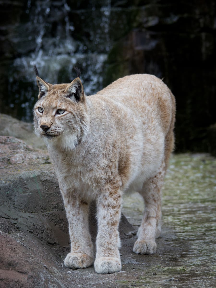 Lynx Eurasia — foto 2
