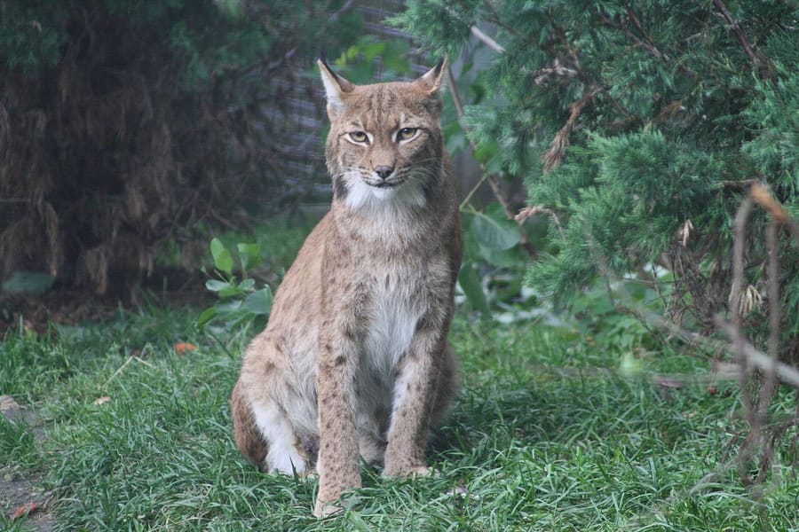 Lynx Eurasia — foto 3