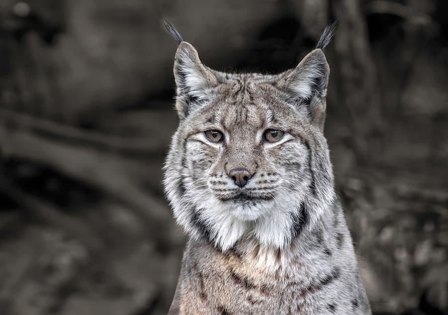 Lynx Eurasia