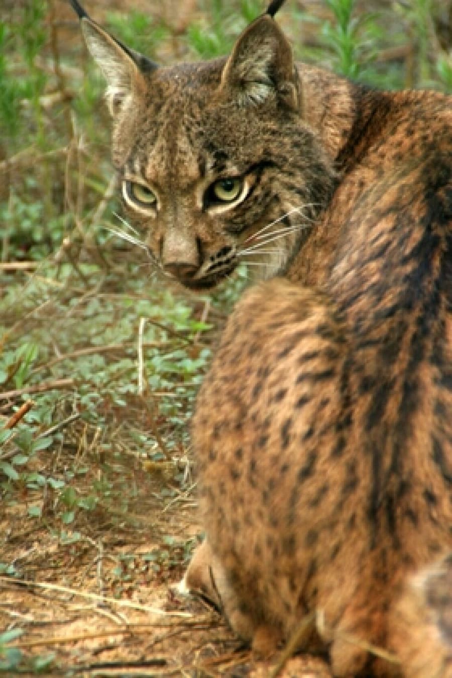 Lynx Iberia — foto 1