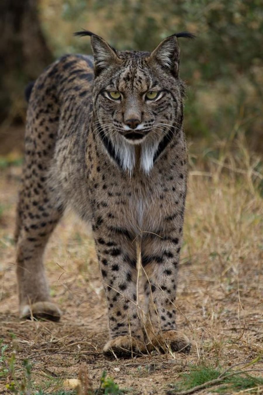 Lynx Iberia — foto 2