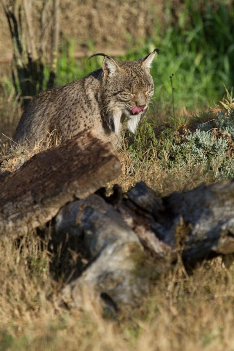 Lynx Iberia — foto 3