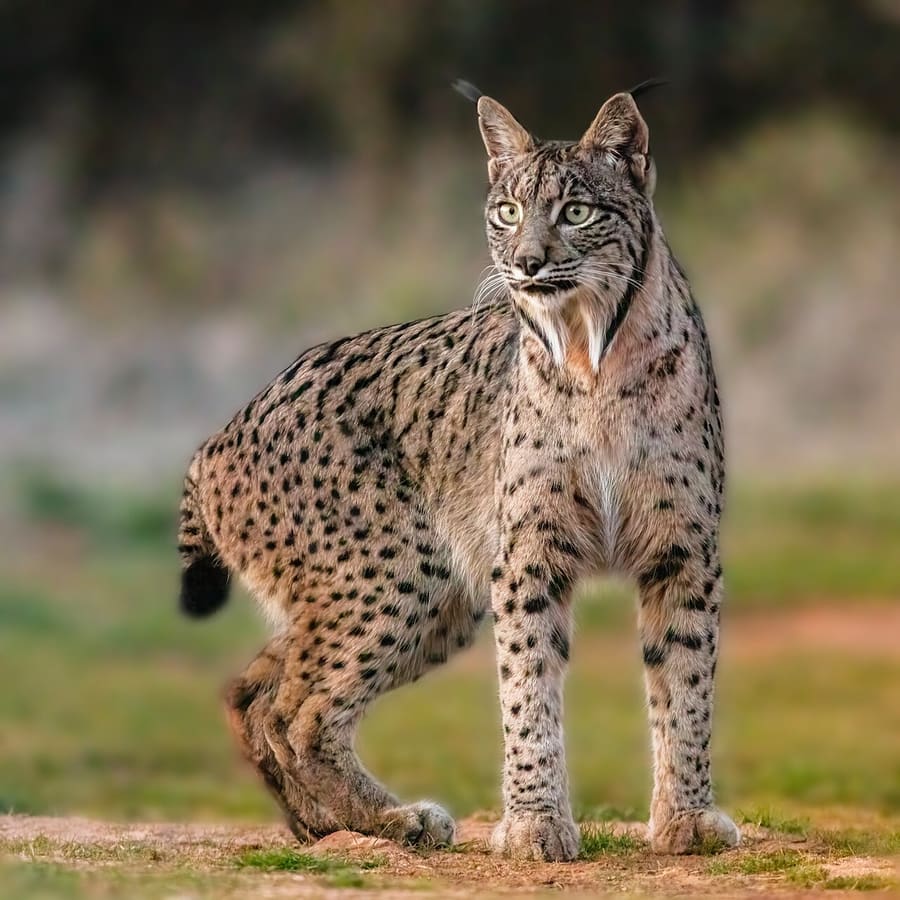 Lynx Iberia