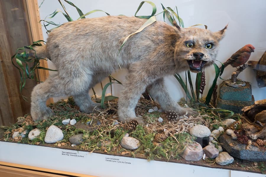 Lynx Kanada awetan dalam diorama museum