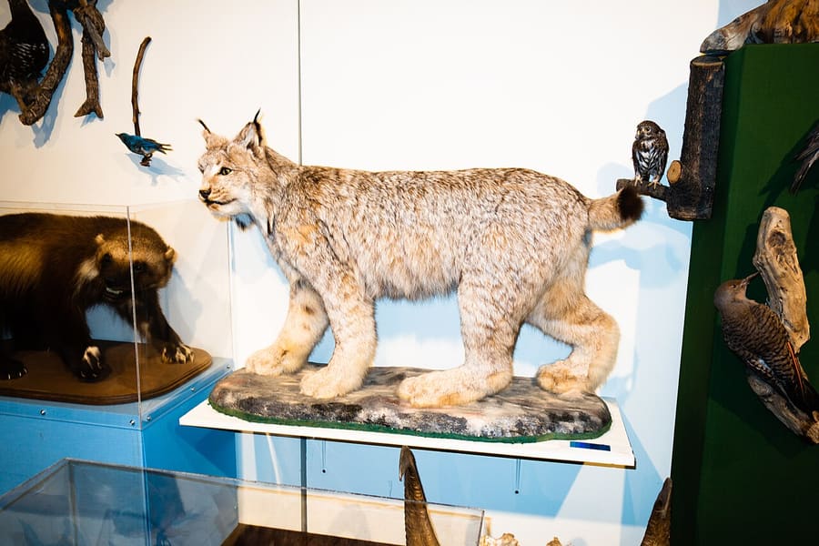Lynx Kanada awetan di pameran museum